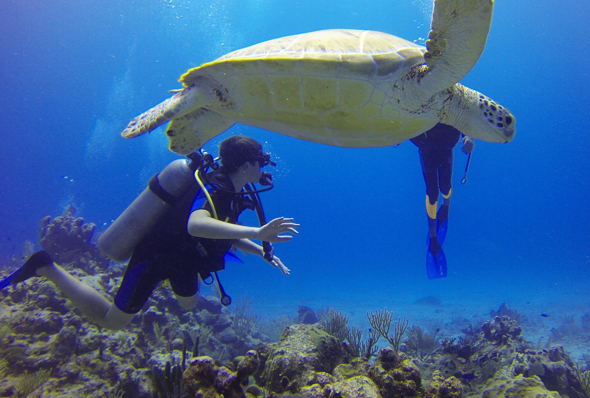 Diver swimming above coral and a turtle swimming above him